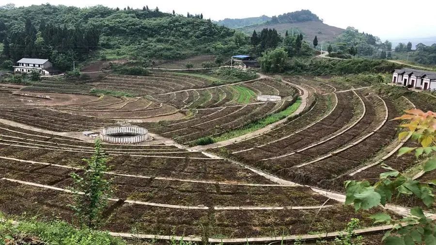 大梁子村花椒产业基地现状1