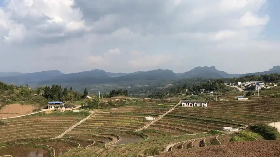 大梁子村花椒产业基地现状